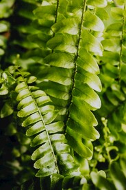肾蕨