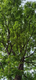 茂盛的树
