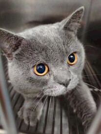 小猫