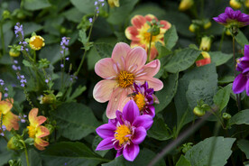 芍药花