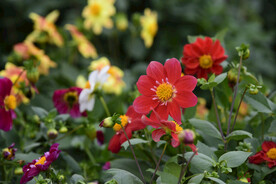 芍药花