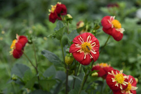 芍药花
