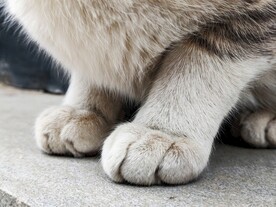 猫爪