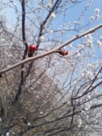 杏花  花朵   春天    