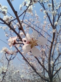杏花   花朵