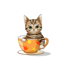 茶杯猫            