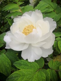 白牡丹花