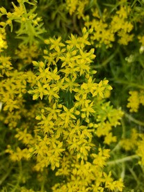 小黄花