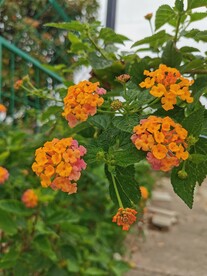 橙色小花
