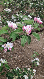苹果花