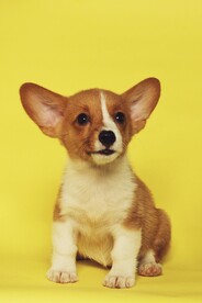 小狗