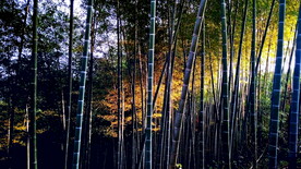 竹林