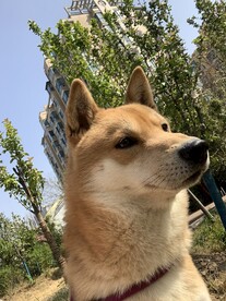 柴犬大脸