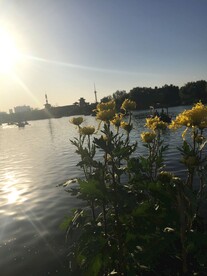 夕阳下的菊花