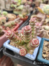 钱串