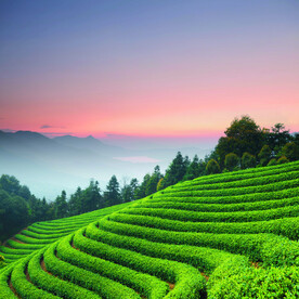 茶
