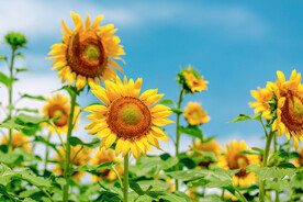 太阳花
