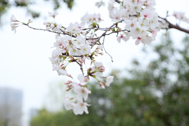 李子花