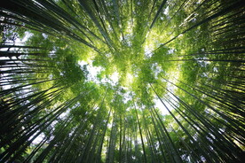 竹林