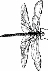 蜻蜓手绘线稿