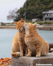 橘猫咖啡猫可爱的猫