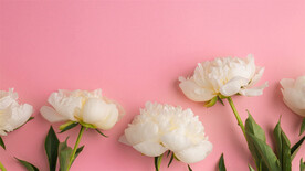 芙蓉