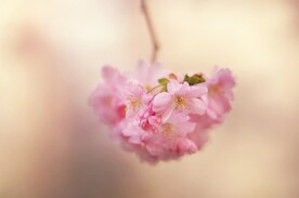 山樱花