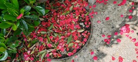 春天散落花瓣