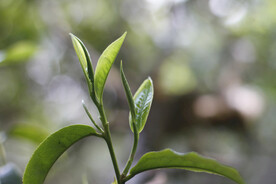 古茶树