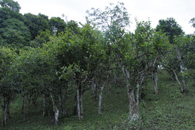 古茶树