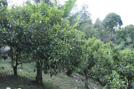 古茶树 