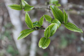 古茶树 