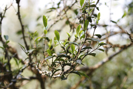 古茶树 