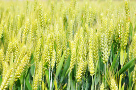 小麦