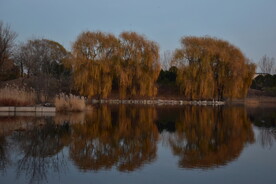 公园秋天河岸风景垂杨柳