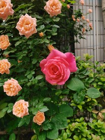 玫瑰花开