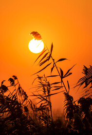 夕照芦苇