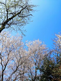 春天的花与树