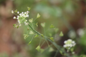 荠菜