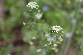 荠菜
