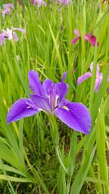 玉蝉花