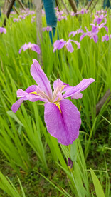 玉蝉花