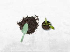 植物花朵盆栽泥土