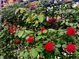 美丽的月季花