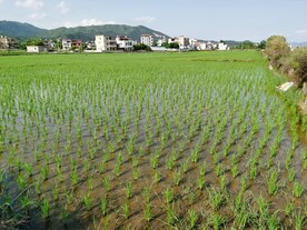 南方水稻田 田园风景