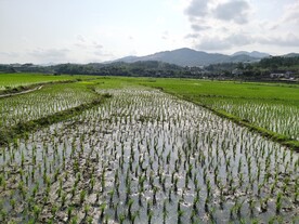 农村水田春耕风光