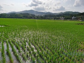 水稻风光  田野风光