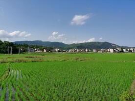 田野风光素材 水田