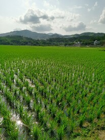 绿色水田 春耕  田园风光