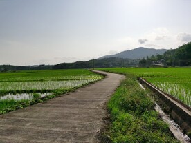 农村田野风光 水田
